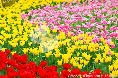 Image of flower field with tulip