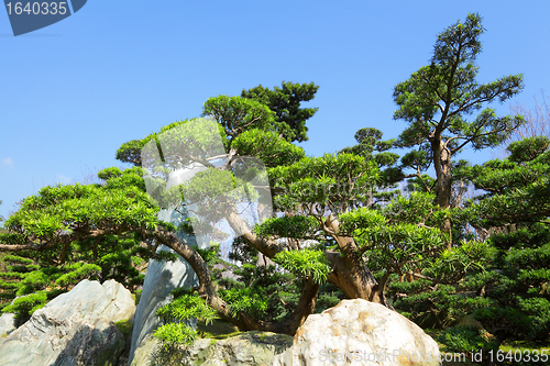Image of chinese garden plant