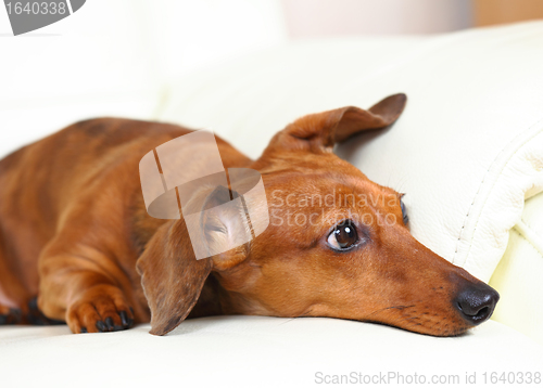 Image of dachshund dog at home on sofa