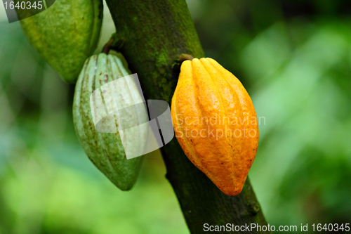 Image of Cocoa pods