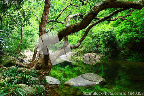 Image of tree and water in jungle