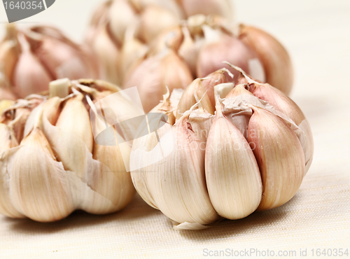 Image of garlic