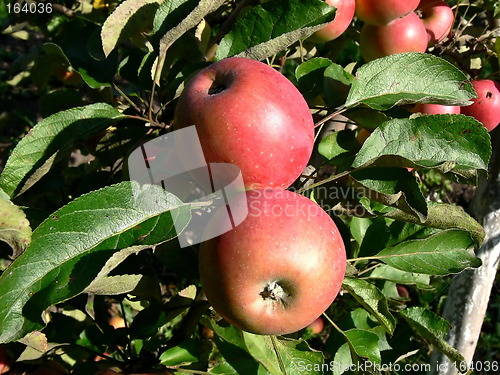 Image of Apple