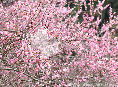 Image of plum flower blossom