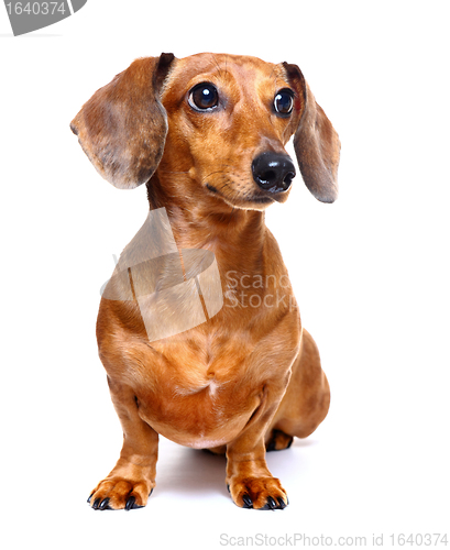 Image of dachshund dog