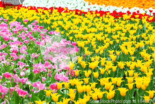 Image of flower field with tulip