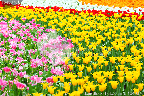 Image of flower field with tulip