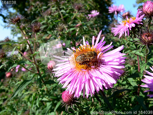 Image of Bee on flower