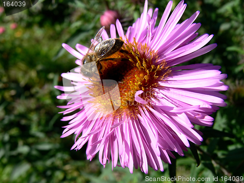 Image of Bee on flower