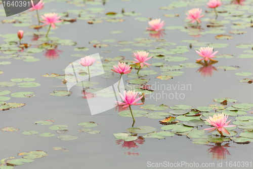 Image of lotus