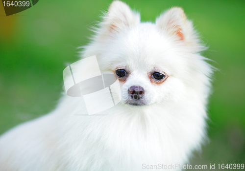 Image of pomeranian dog