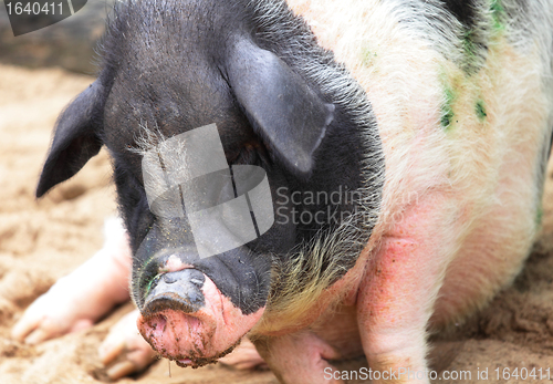 Image of pig