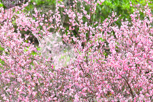 Image of plum flower blossom