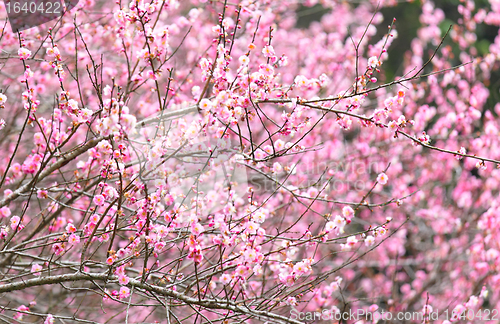 Image of plum flower blossom