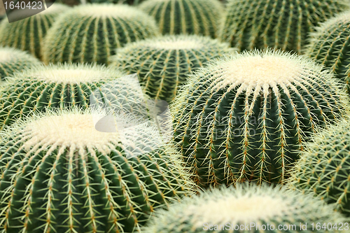 Image of cactus