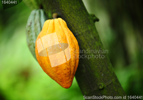 Image of Cocoa pods