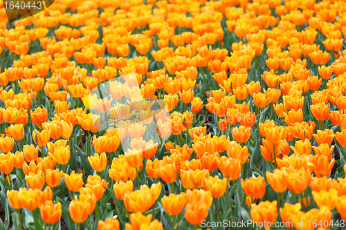 Image of colorful field of tulips