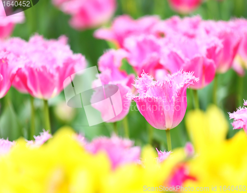 Image of tulip in flower field