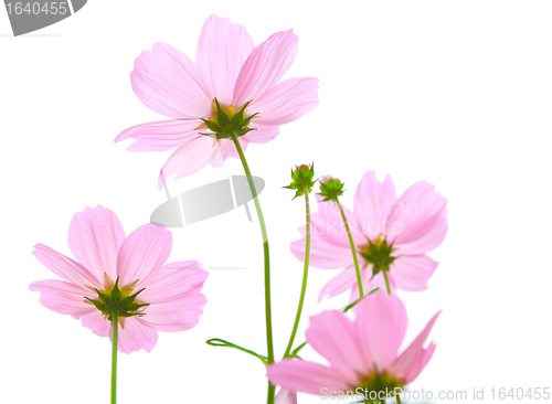 Image of cosmos flowers
