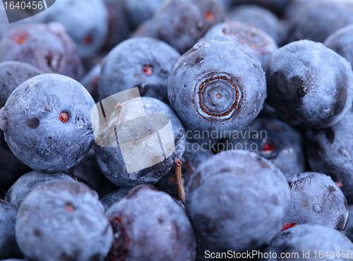 Image of blueberry