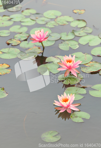 Image of lotus