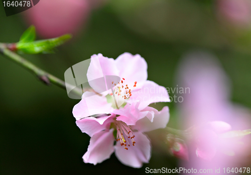 Image of pink flowers blossoming