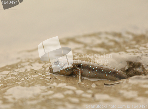 Image of mudskipper