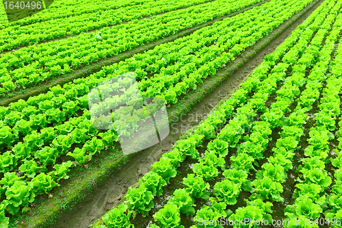 Image of Rows of freshly planted lettuce