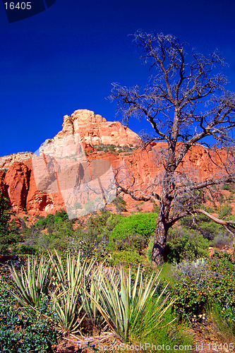 Image of red rocks in sedona, arizona, usa
