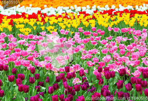 Image of flower field with tulip