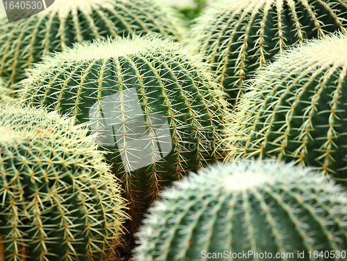 Image of cactus