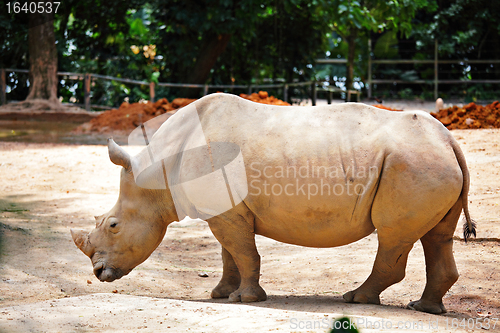 Image of rhino