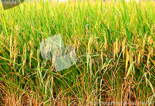 Image of paddy rice field