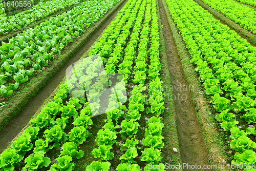 Image of Rows of freshly planted lettuce