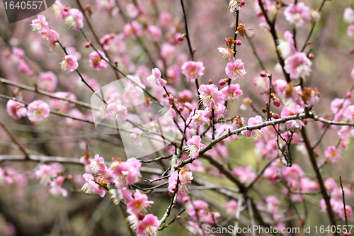 Image of plum flower blossom
