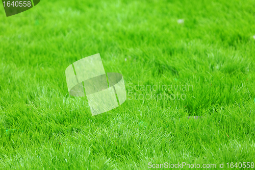 Image of new spring green grass