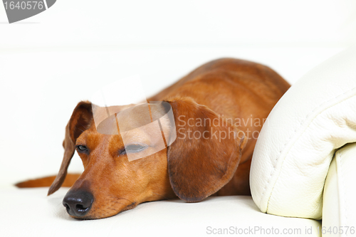 Image of dachshund dog sleep on sofa