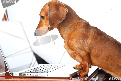 Image of dog using laptop