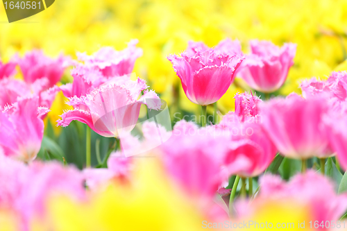 Image of tulip in flower field