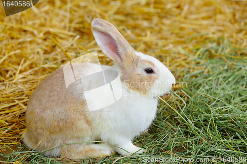 Image of rabbit