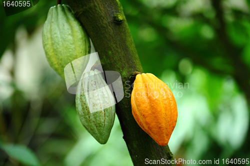 Image of Cocoa pod