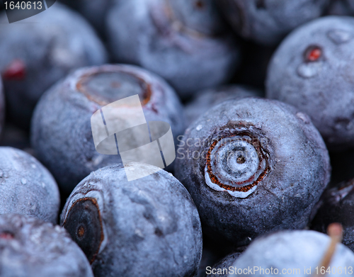 Image of blueberry