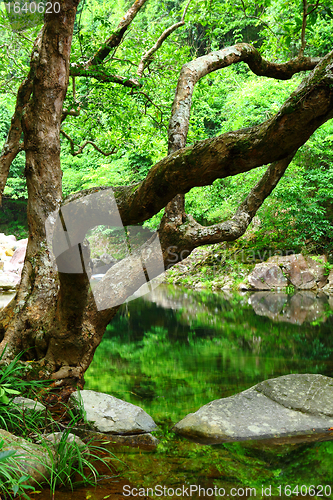 Image of tree and water in jungle