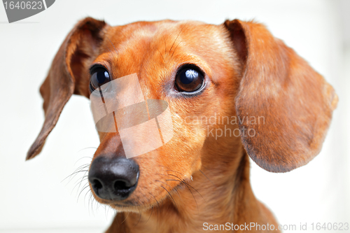 Image of dachshund dog