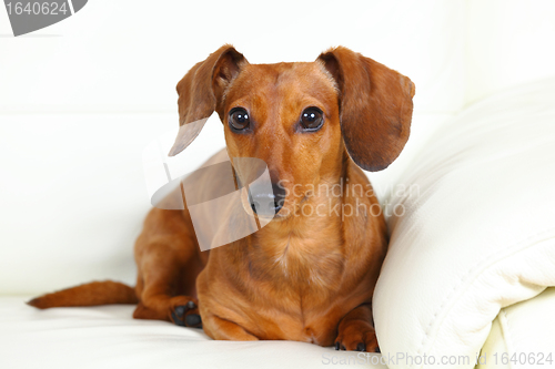 Image of dachshund dog at home on sofa