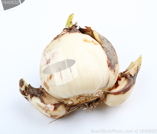 Image of narcissus bulb