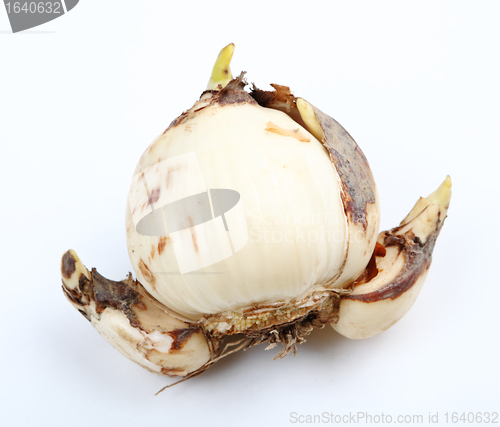 Image of narcissus bulb