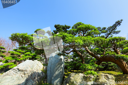 Image of chinese garden plant