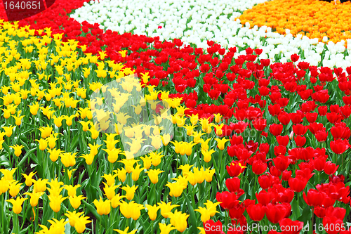 Image of flower field with tulip