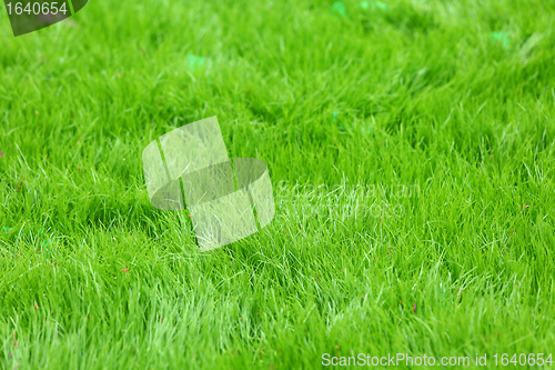 Image of fresh spring green grass